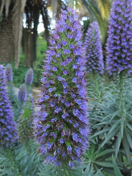フォレスト ガーデンで素敵なライラック植物 — ストック写真