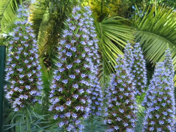 Plantas Lilás Agradáveis Jardim Floresta — Fotografia de Stock