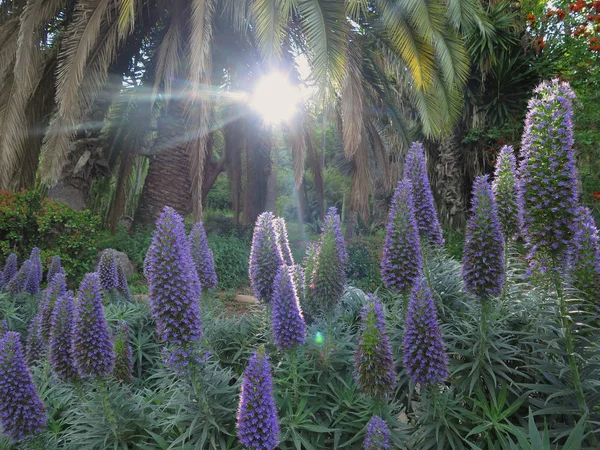 Rază Soare Care Ridică Printre Florile Liliac — Fotografie, imagine de stoc