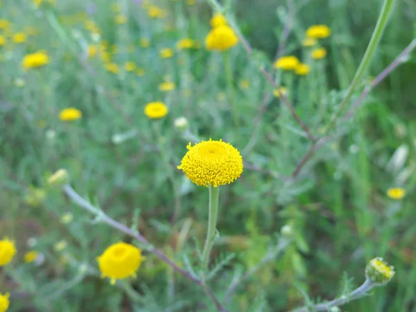 Yellow Chamomile Seed Garden — Stock Photo, Image