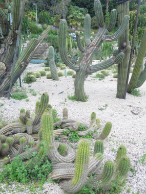 bahçede güzel ve büyük açık kaktüs                               