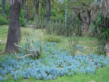 bahçede güzel ve büyük açık kaktüs                               
