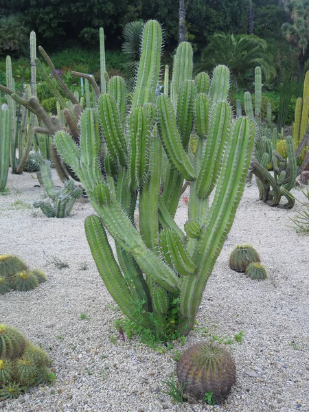 Bellissimo Grande Cactus All Aperto Giardino — Foto Stock