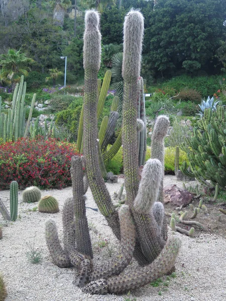 Bellissimo Grande Cactus All Aperto Giardino — Foto Stock