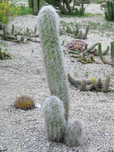 Bellissimo Grande Cactus All Aperto Giardino — Foto Stock