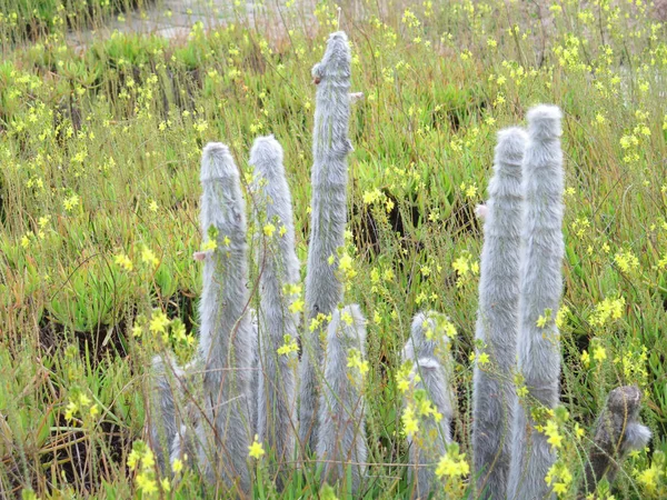 Beau Grand Cactus Extérieur Dans Jardin — Photo