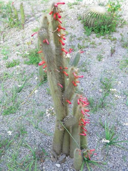 Beau Grand Cactus Extérieur Dans Jardin — Photo