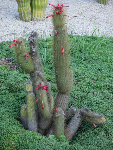 Bellissimo Grande Cactus All Aperto Giardino — Foto Stock