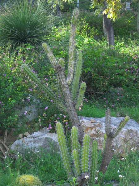 Bellissimo Grande Cactus All Aperto Giardino — Foto Stock