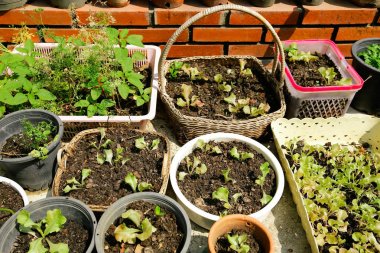 Topraktan yetişen bitkiler 