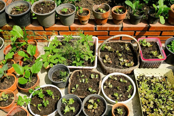 Plantas Que Crecen Del Suelo —  Fotos de Stock