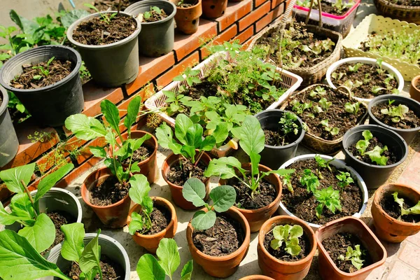 Pflanzen Die Aus Dem Boden Wachsen — Stockfoto