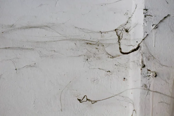 Arkaplan Olarak Duvardaki Eski Örümcek Ağları — Stok fotoğraf