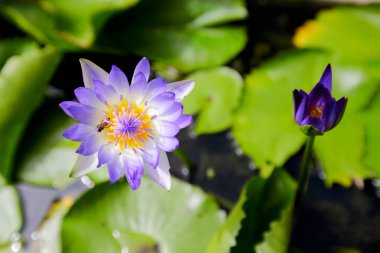 Nilüfer, doğada lotus 