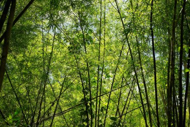 Muhteşem sabah güneşiyle bambu ormanı