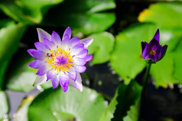Seerose Lotus Der Natur — Stockfoto