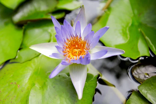 Seerose Lotus Der Natur — Stockfoto