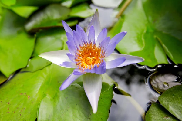 Nilüfer Doğada Lotus — Stok fotoğraf