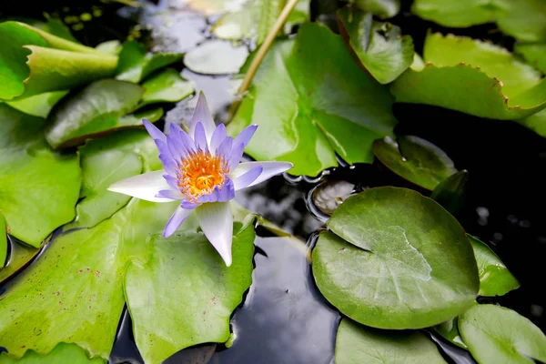 Nénuphar Lotus Dans Nature — Photo