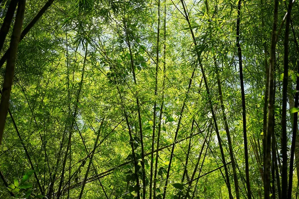 Muhteşem sabah güneşiyle bambu ormanı