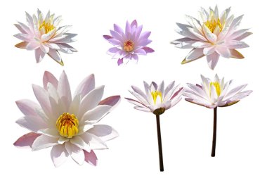 Bir su birikintisi içinde büyüyen bir renkli nilüfer. 