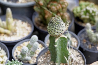 çeşitli taze yeşil kaktüs bitkileri arka plan