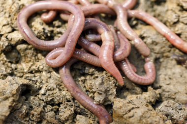 solucan kalıp, makro fotoğraf