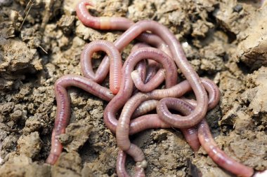 solucan kalıp, makro fotoğraf