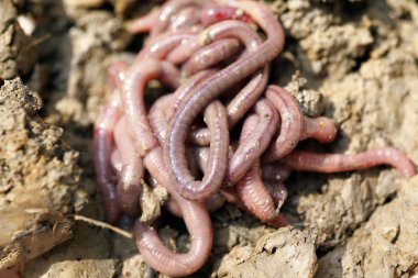 solucan kalıp, makro fotoğraf