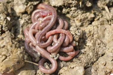solucan kalıp, makro fotoğraf