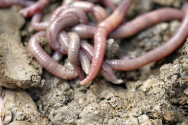 solucan kalıp, makro fotoğraf