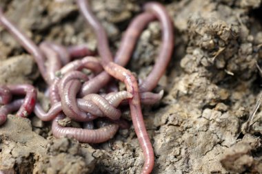 solucan kalıp, makro fotoğraf