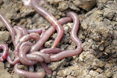 solucan kalıp, makro fotoğraf