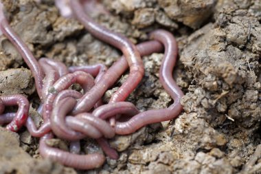 solucan kalıp, makro fotoğraf