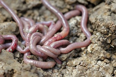 solucan kalıp, makro fotoğraf