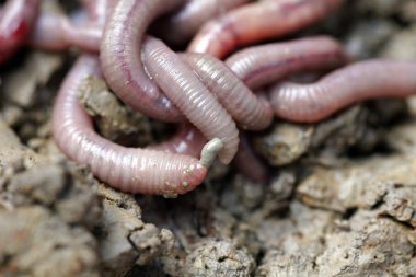 solucan kalıp, makro fotoğraf