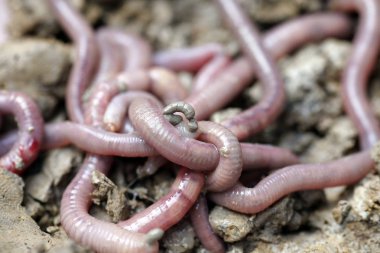 solucan kalıp, makro fotoğraf