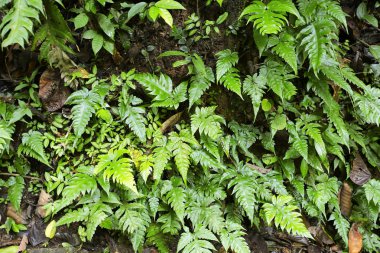 Arkaplan olarak yeşil yaprağın dokusu 