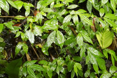 Arkaplan olarak yeşil yaprağın dokusu 