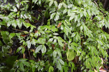 Arkaplan olarak yeşil yaprağın dokusu 