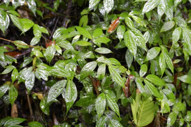 Arkaplan olarak yeşil yaprağın dokusu 