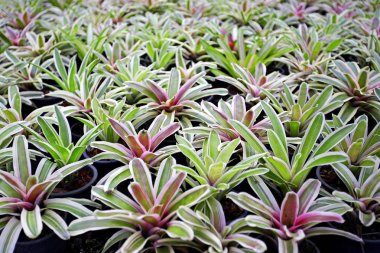 Aechmea fasciata, Bromeliad dokusu, Arkaplan