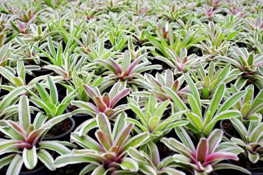 Aechmea fasciata, Bromeliad dokusu, Arkaplan