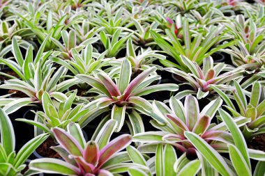 Aechmea fasciata, Bromeliad dokusu, Arkaplan