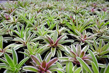 Aechmea fasciata, Bromeliad dokusu, Arkaplan