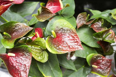 Bahçedeki güzel spadix çiçeği, seçici odak