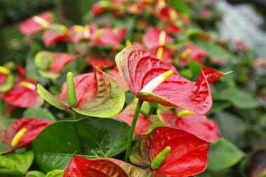 Bahçedeki güzel spadix çiçeği, seçici odak