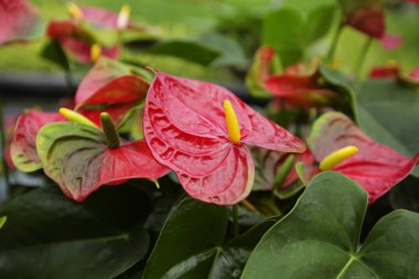 Bahçedeki güzel spadix çiçeği, seçici odak