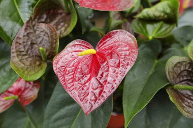 Bahçedeki güzel spadix çiçeği, seçici odak