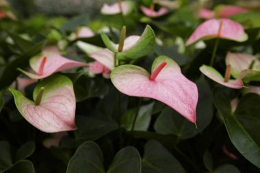 Bahçedeki güzel spadix çiçeği, seçici odak